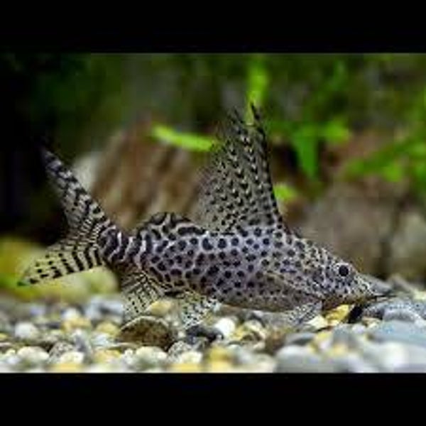 Synodontis eupterus