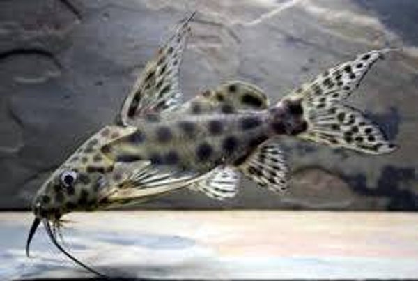Synodontis velifera