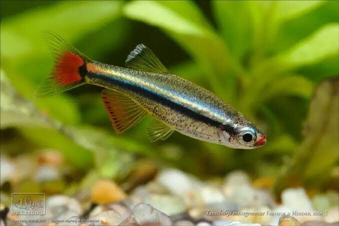 Tanichthys / micagemmae Vietnamese Danio
