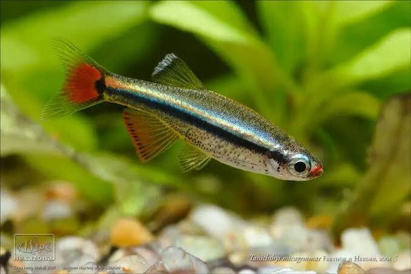 Tanichthys / micagemmae Vietnamese Danio