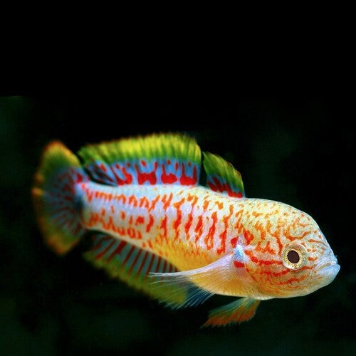Tateurndina ocellicauda