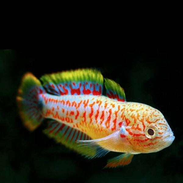 Tateurndina ocellicauda