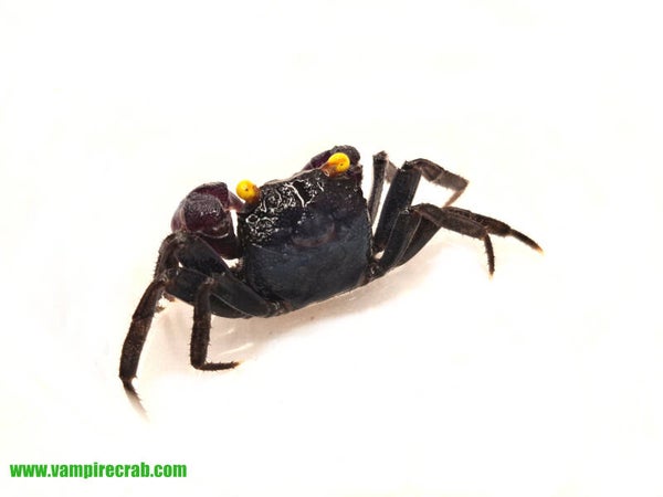 Geoseserma / sp. blue vampire