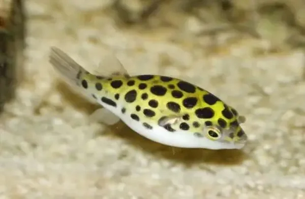 Tetraodon nigroviridis