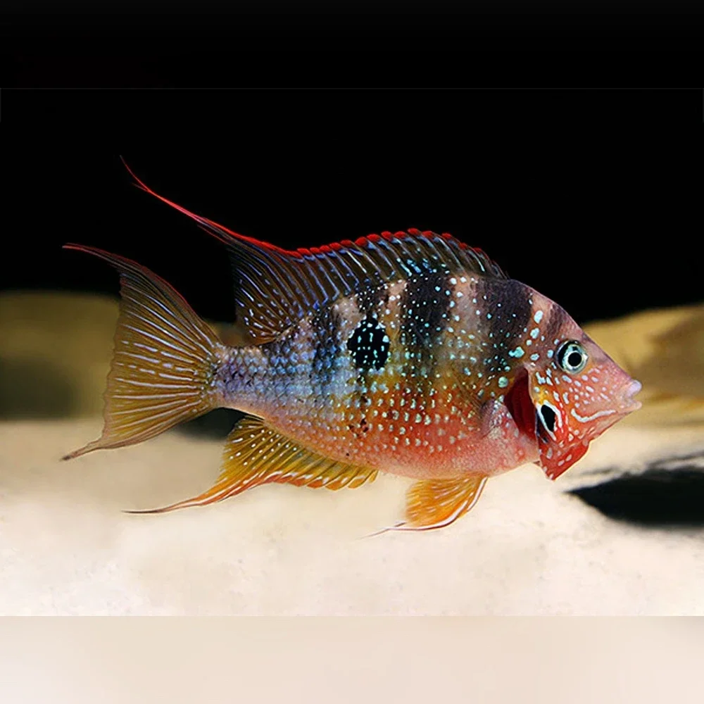 Thorichthys ellioti