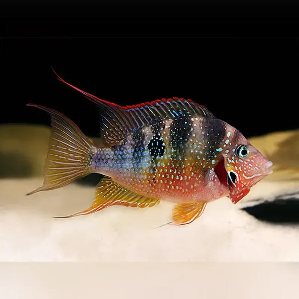 Thorichthys ellioti