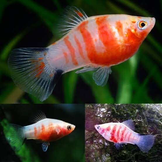 Xiphophorus maculatus Tiger