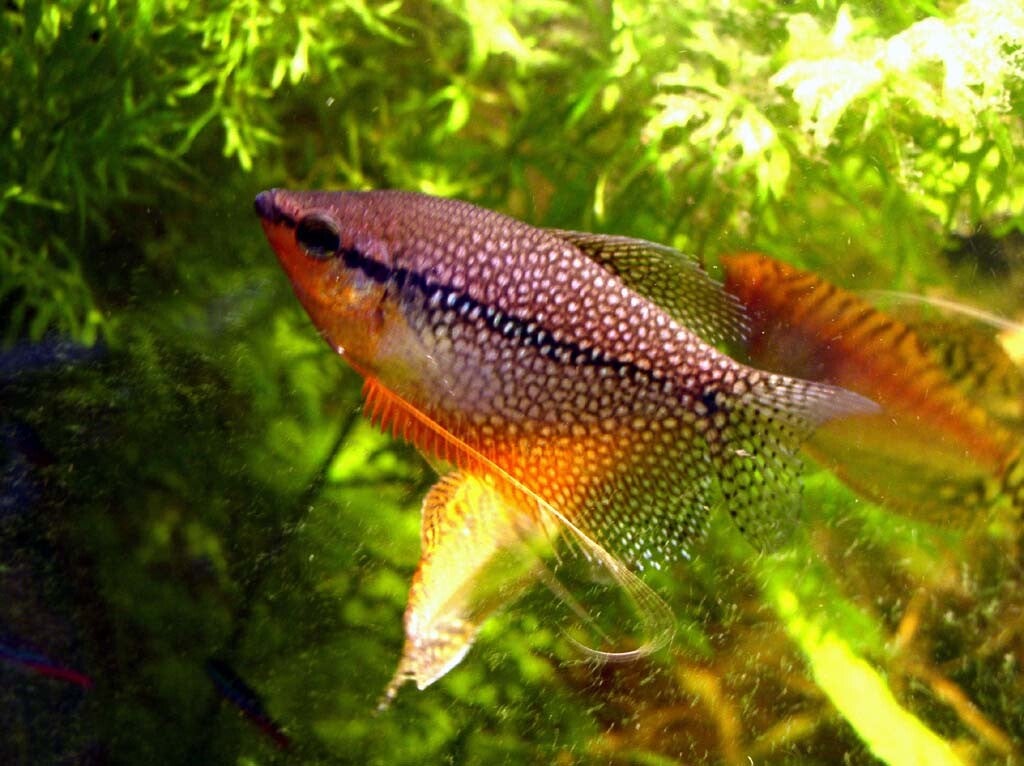 Trichogaster leeri Diamantgourami