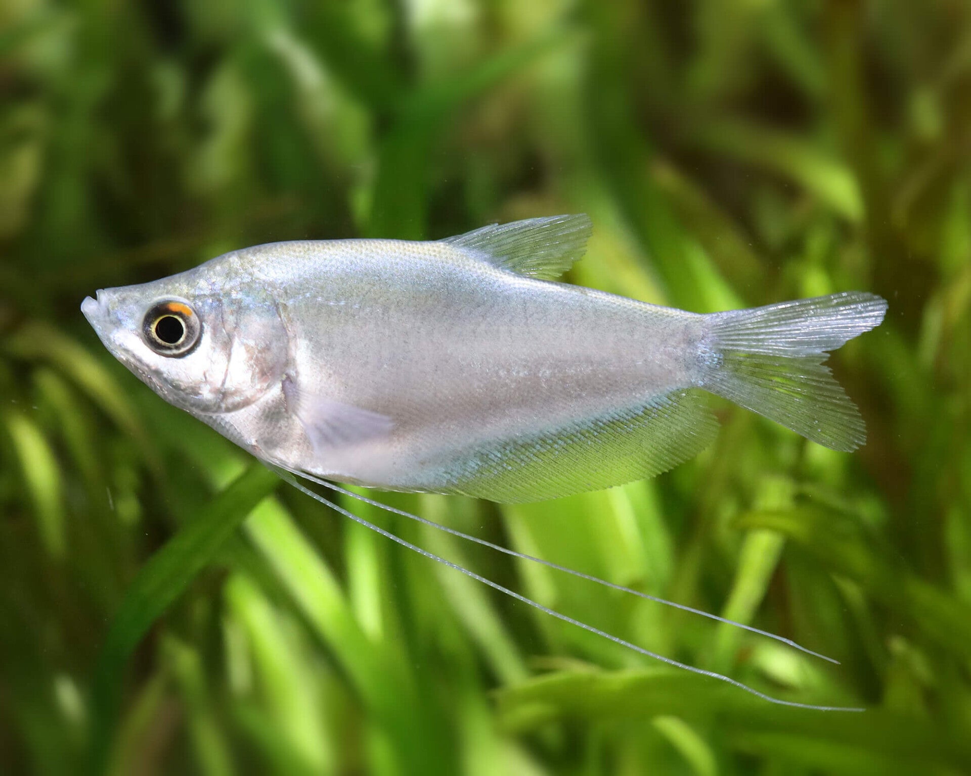 Trichogaster / microlepis