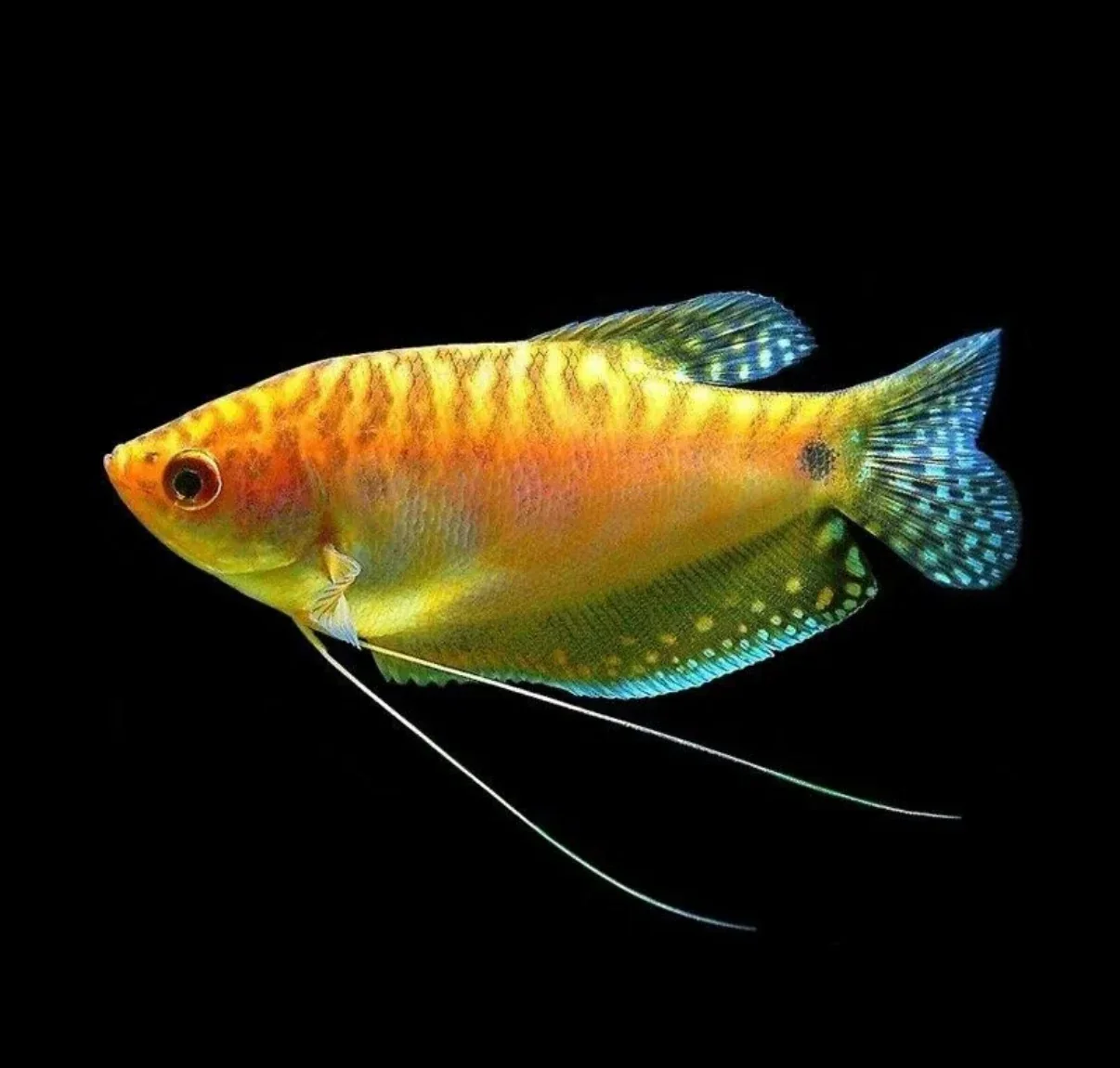 Trichogaster trichopterus gold