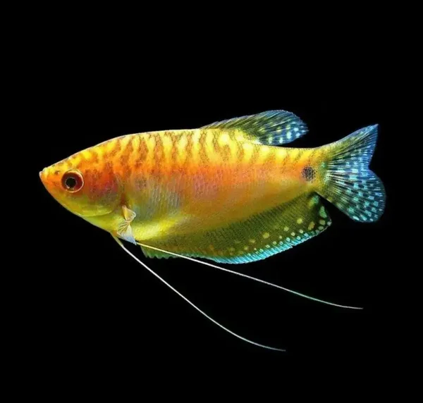 Trichogaster trichopterus gold