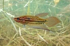 Trichopsis / vittatus knorgourami