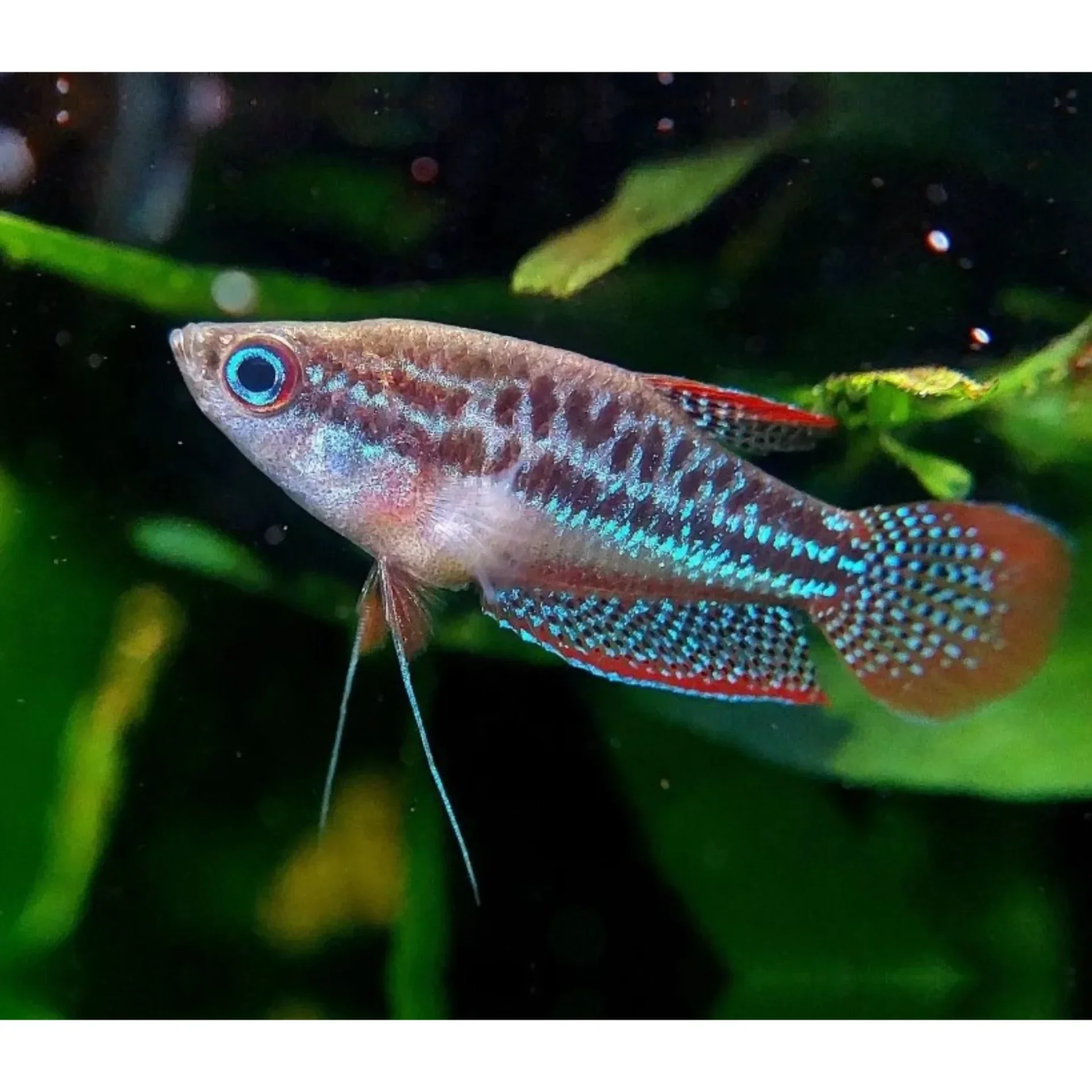 Trichopsis / pumila, kleine knorgourami