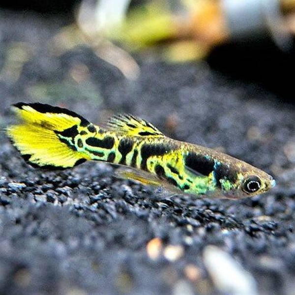 Poecilia endler  tiger
