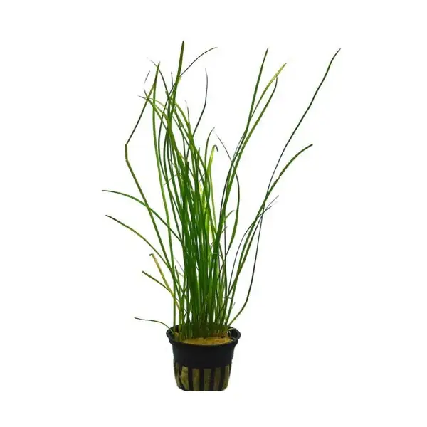 Vallisneria nana