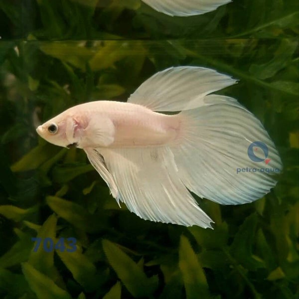 Betta spl. male / veiltail wit