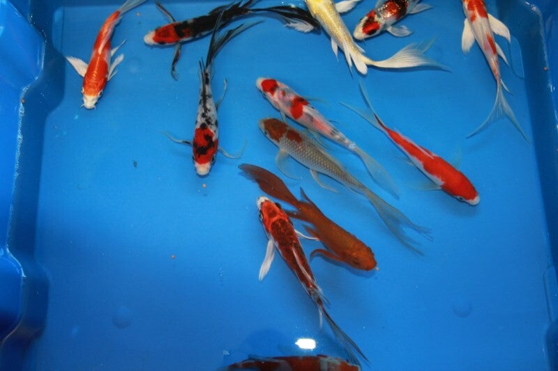 Cyprinus carp. koi butterfly
