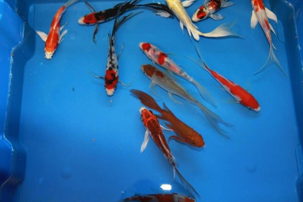 Cyprinus carp. koi butterfly