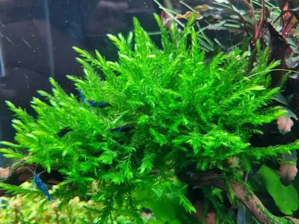 Willow mos (Fontinalis antipyretica) cup 110 ml