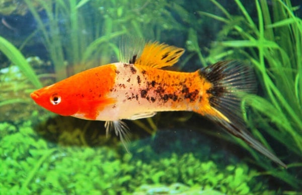 Xiphophorus helleri koi sanke