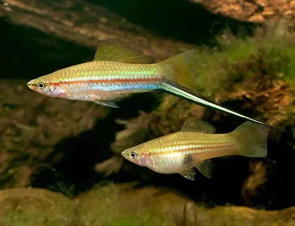 Xiphophorus helleri   Green