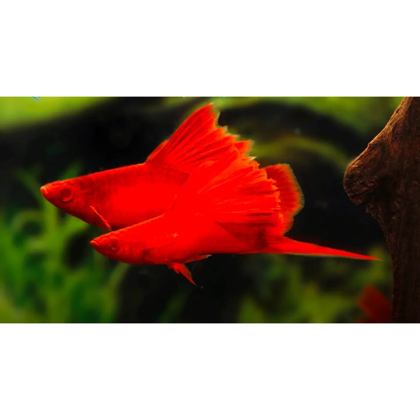 Xiphophorus helleri  Wien Broccoli