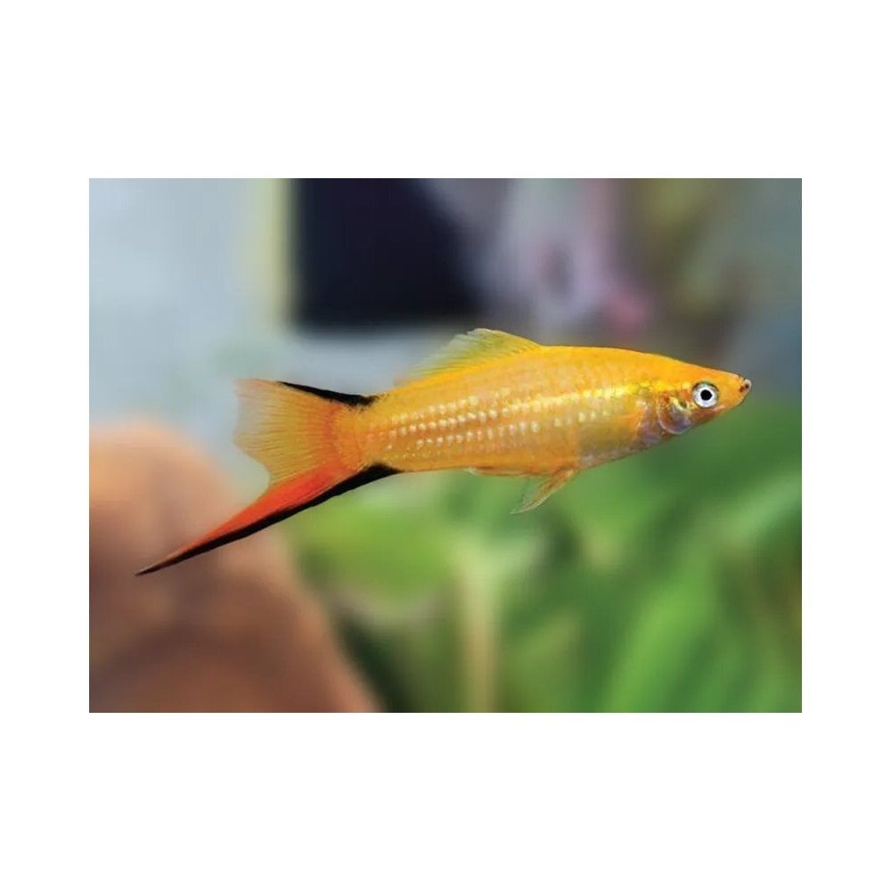 Xiphophorus helleri orange comet