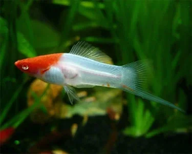 Xiphophorus helleri  santa claus kohaku