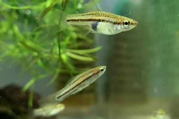 Xiphophorus pygmaeus dwergzwaarddrager