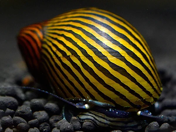 Neritina Zebra ren slak