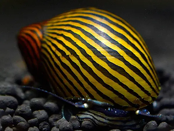 Neritina Zebra ren slak