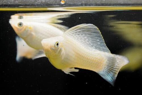 Poecilia latipinna / silver molly