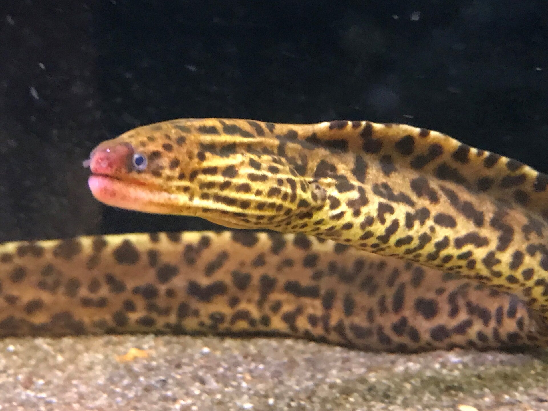 GYMNOTHORAX POLYURANODON zoetwater luipaardmurene
