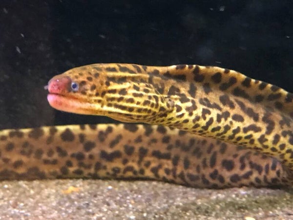 GYMNOTHORAX POLYURANODON zoetwater luipaardmurene