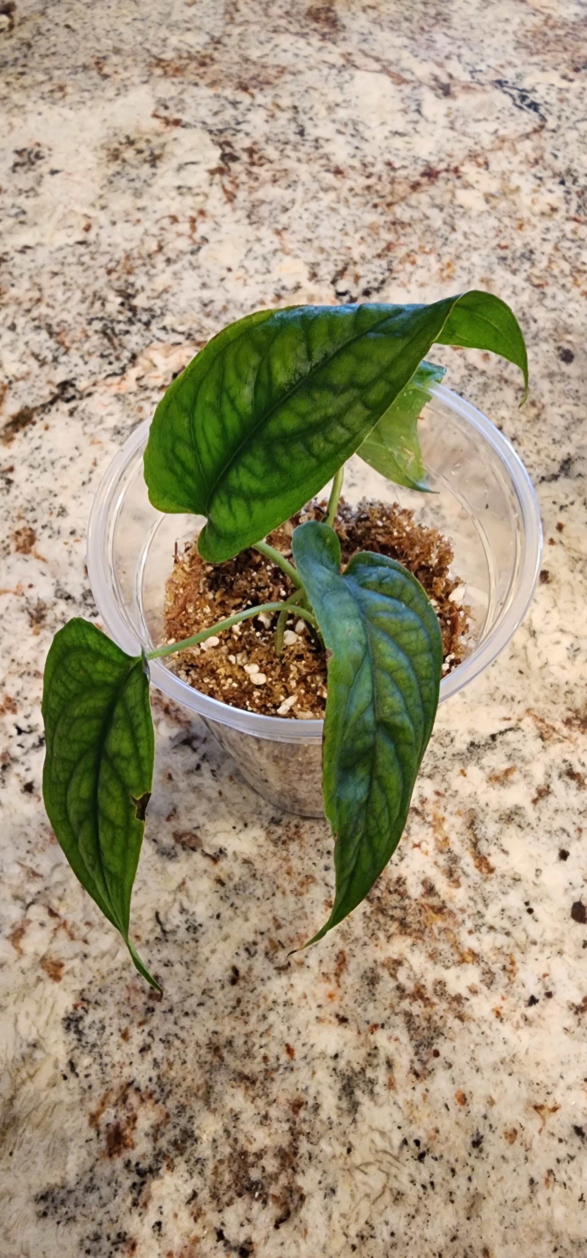 Monstera Siltepecana El Salvador