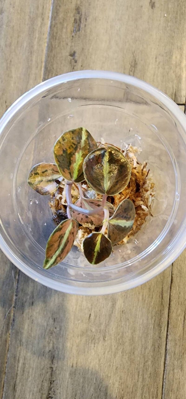 Peperomia Orange Metallica Varigated