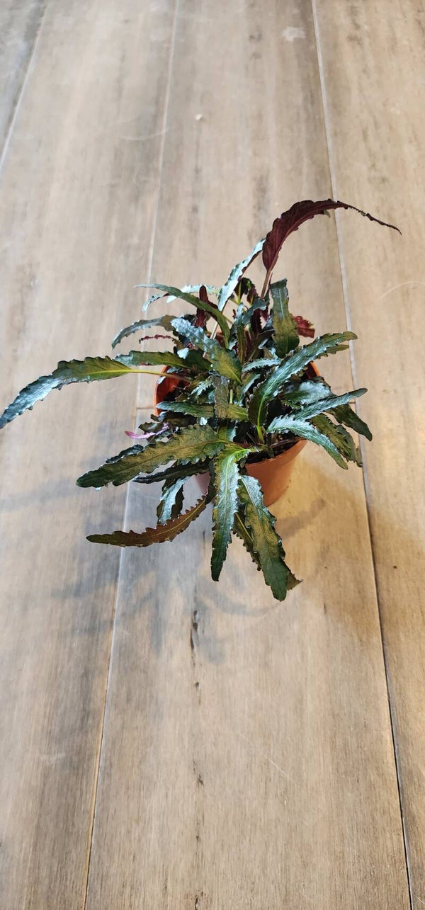 Purple Waffle plant narrow leaf form