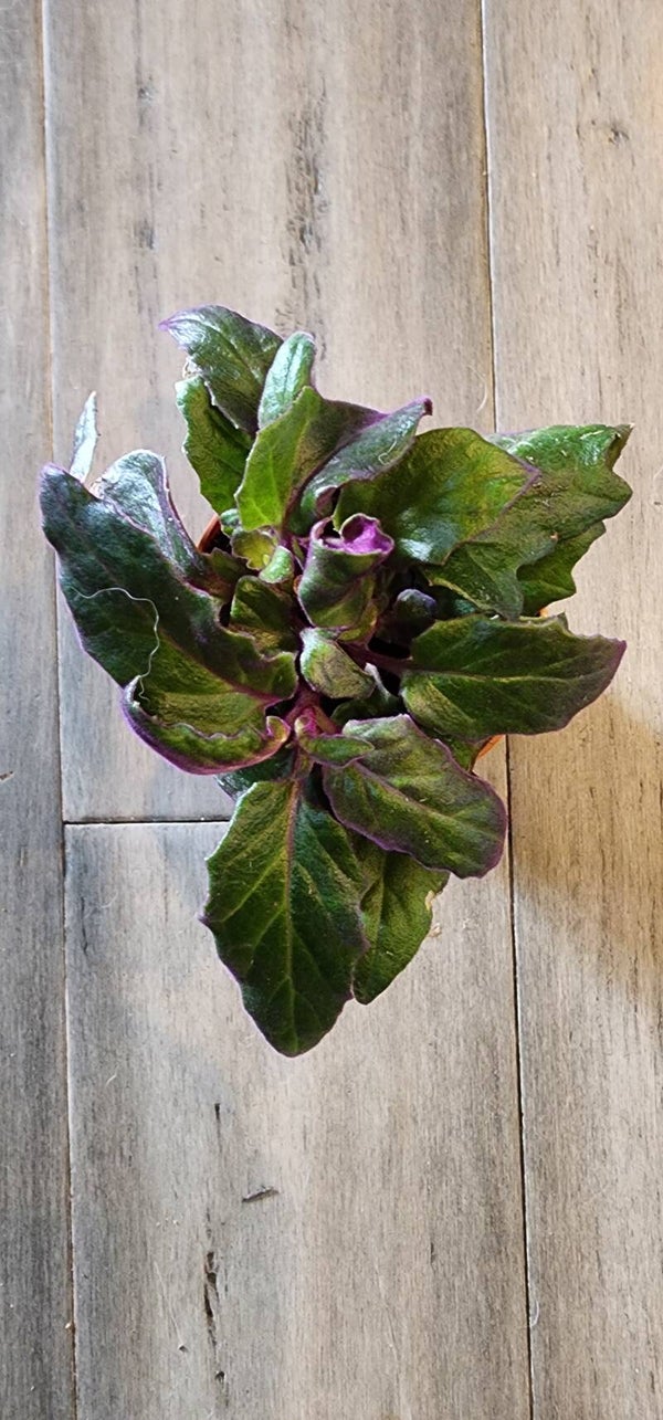 Purple Passion plant