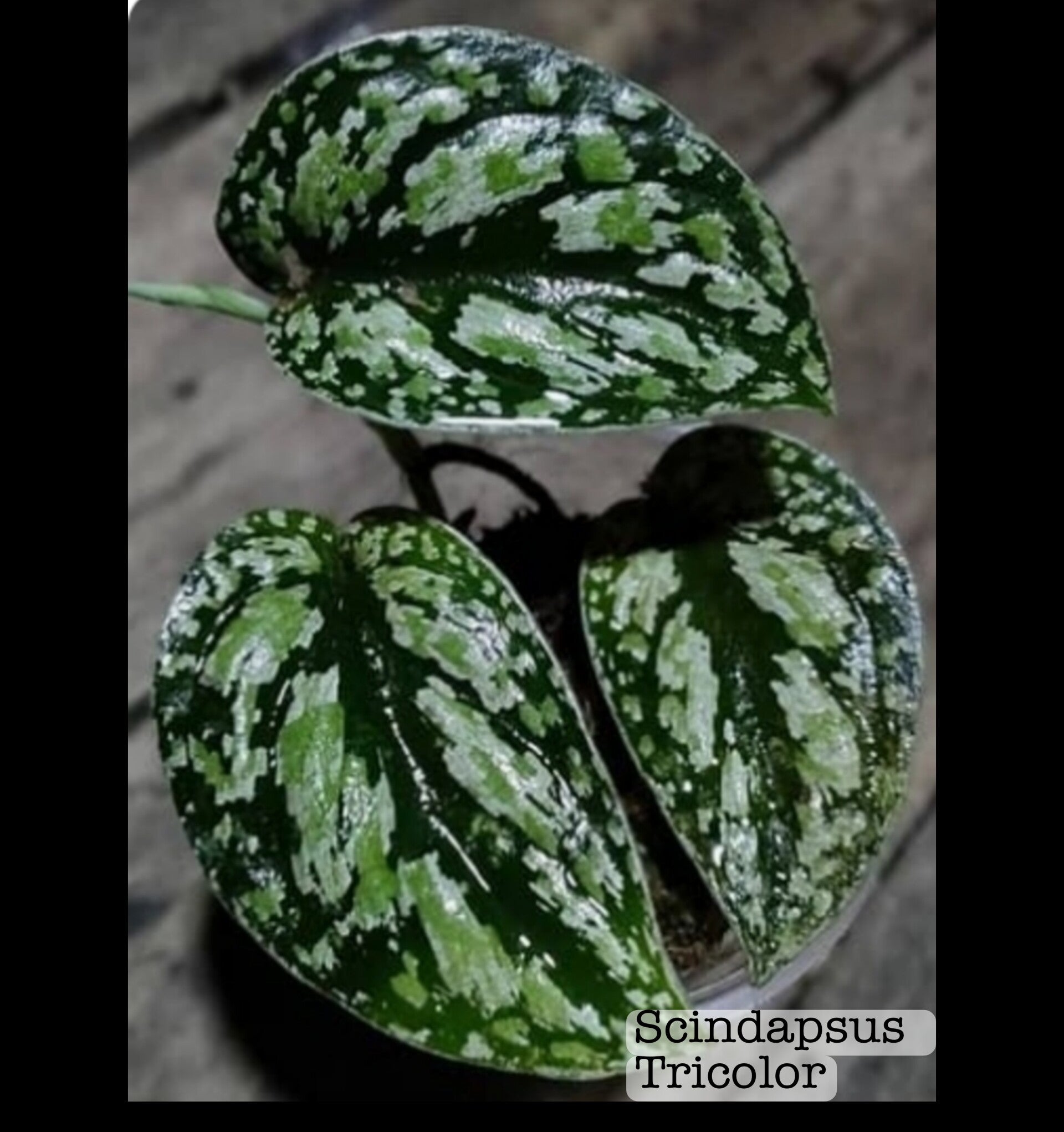 Scindapsus Tricolor Dark Form (2 to 3 leaves)