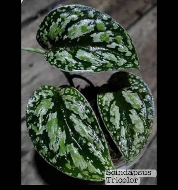 Scindapsus Tricolor Dark form
