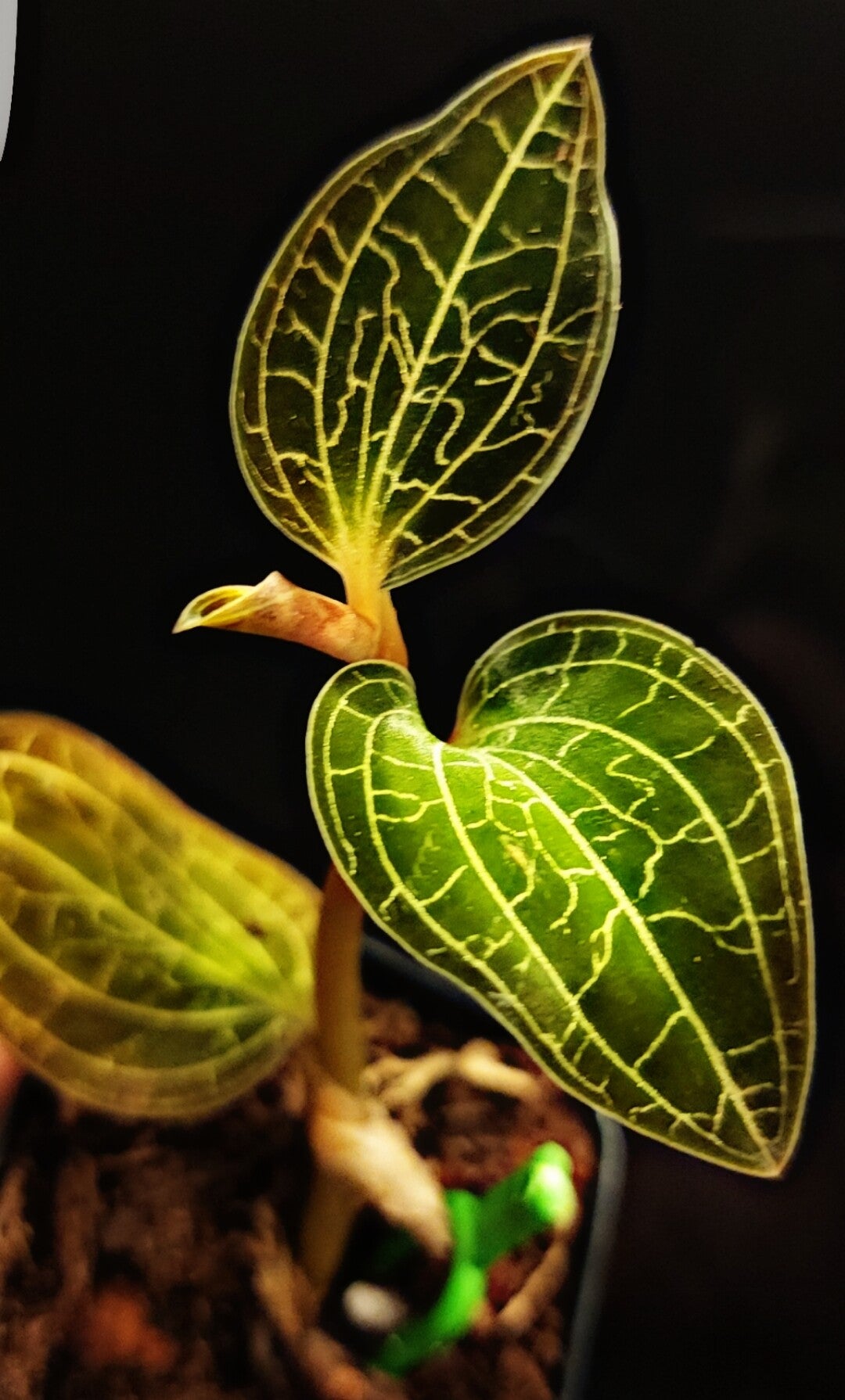 Ludisia Discolor Dossinochilus "Dreamcatcher"