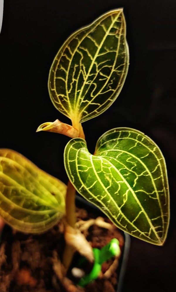 Ludisia Discolor Dossinochilus "Dreamcatcher"