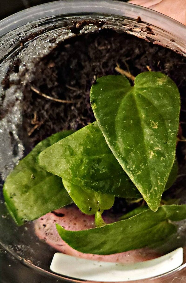 Piper Ribesioides