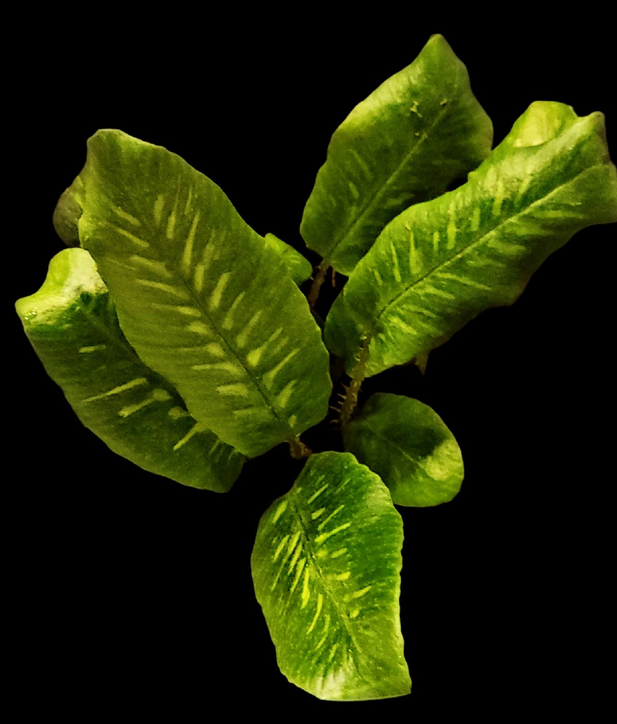 Daparia Lancea Varigata / Terrarium Plants | Rare Plant Haven