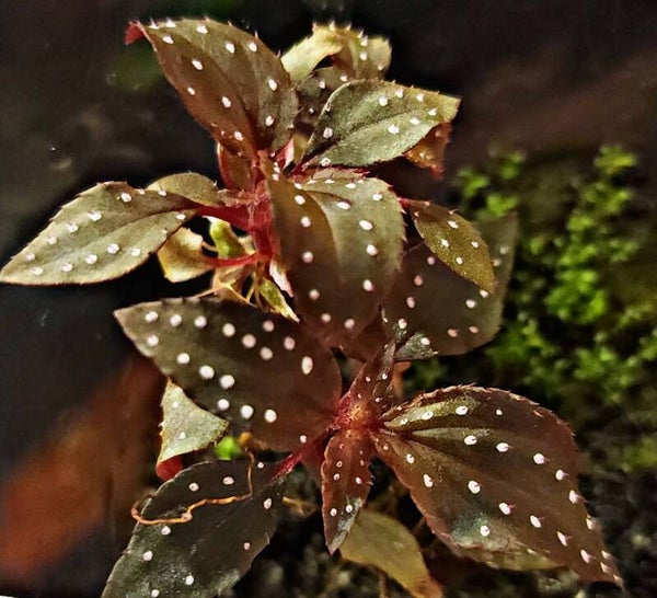 Sonerila aff Cantonensis Red/Purple