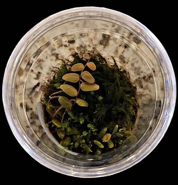 Margravia sp. Copper