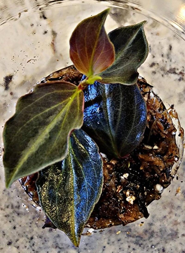 Peperomia Veluntina