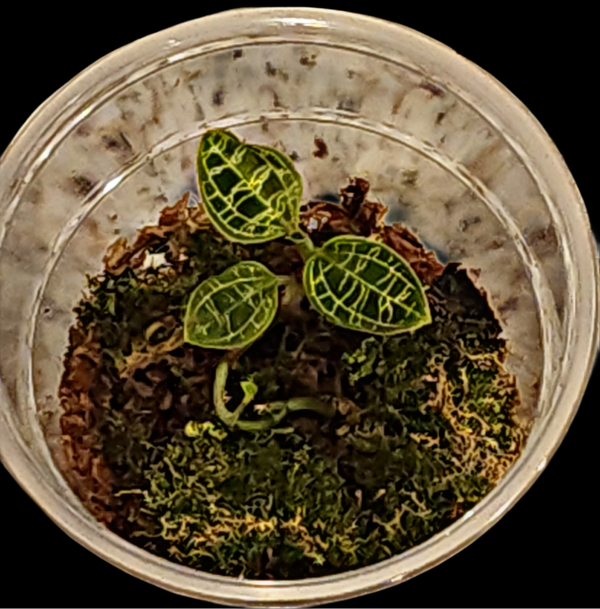 Macodes Petola - Jewel Orchid