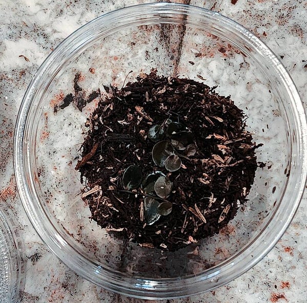 Marcgravia sp Small Round. (6 to 8 leaves)