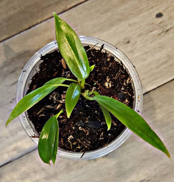 Philodendron Mini Midget